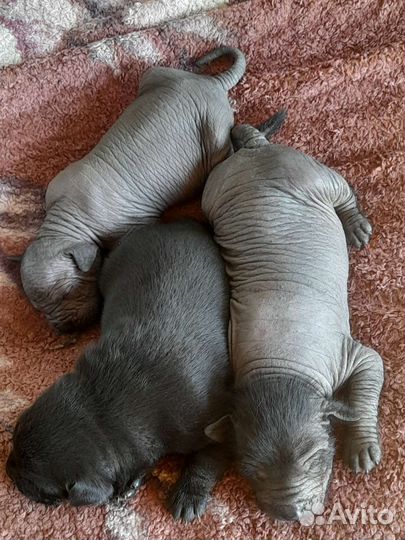 Мексиканская голая собака