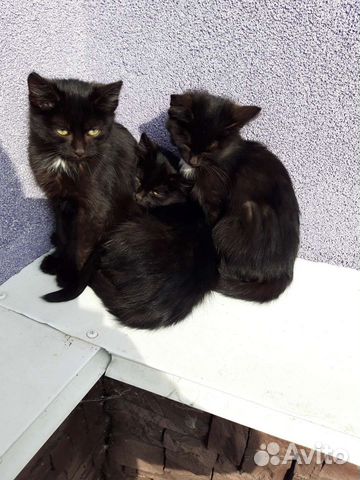 Экзотическая кошка