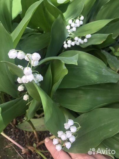 Хоста, ландыши,нарциссы,ежевика без колючек