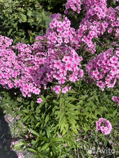 Многолетники: флоксы