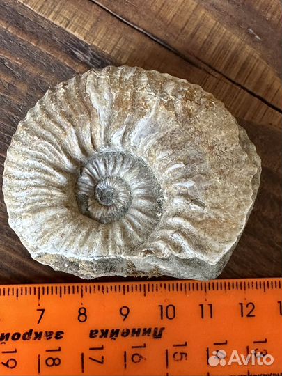 Аммонит окаменелость