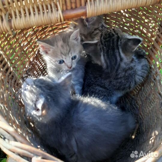 Котята в добрые руки