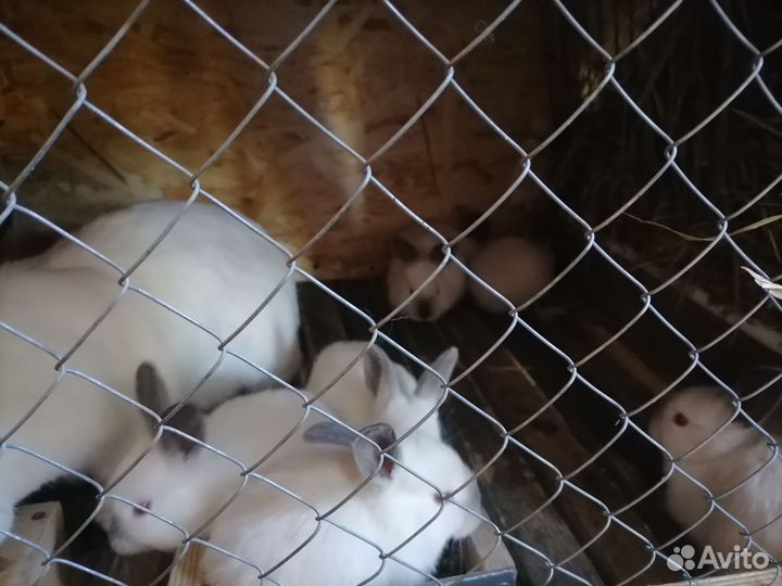Колифорнийские Кролики мясных пород