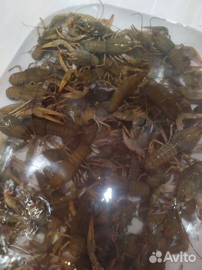 Раки живые в наличии