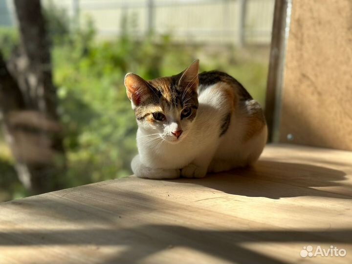 Котята