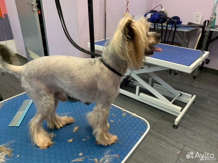 Груминг(Стрижка) собак