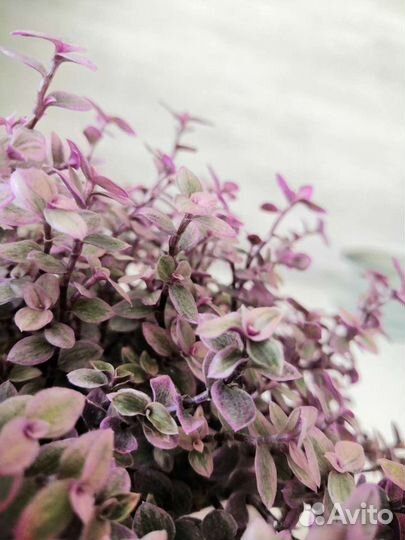 Каллизия Pink panther / розовая пантера