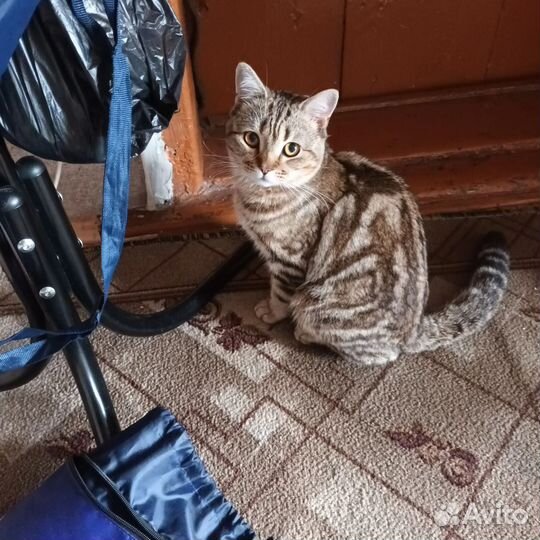 Отдам бесплатно кота