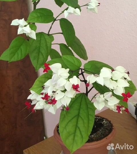 Клеродендрум госпожи Томпсон