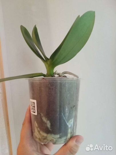 Орхидея сортовая