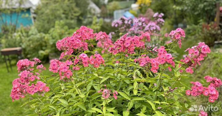 Флокс Коралл, Мята Шоколадная, Мята Душистая