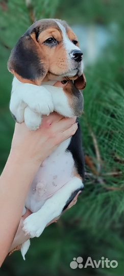 Щенки бигль