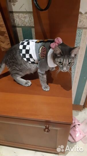 Зоотовары одежда