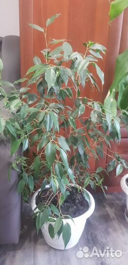 Продам цветы комнатные