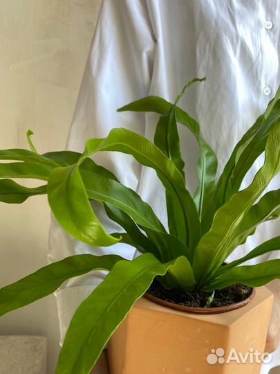 Папоротник асплениум, горшок 