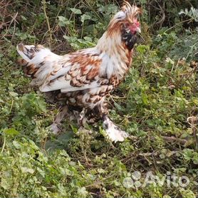 Порода кур Араукана: описание с фото, особенности содержания, где купить