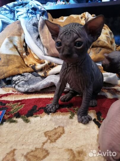 Канадский сфинкс эльф котенок