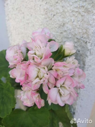 Пеларгония зональная (герань)