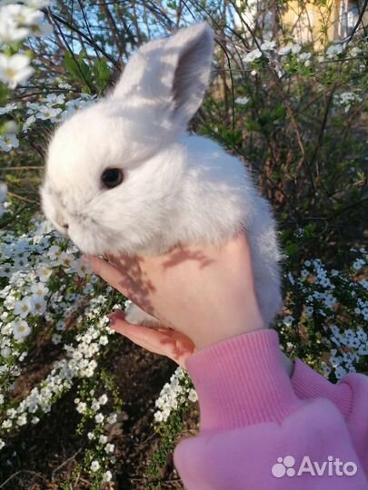 Кролик домашний
