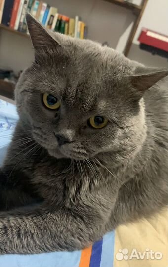 Британский кот вязка