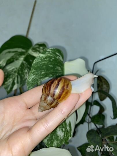 Улитка Ахатина Фулика Альбино