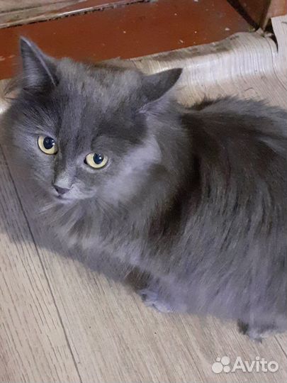 Котята британская длинношерстная