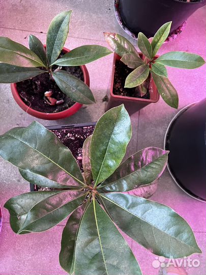 Комнатные растения цветы большие