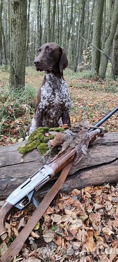 Курцхаар вязка