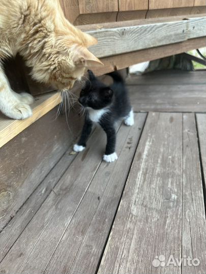 Котята в добрые руки бесплатно