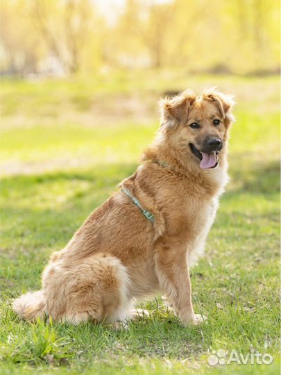 Кэсси ищет дом. Собака 1 год бесплатно