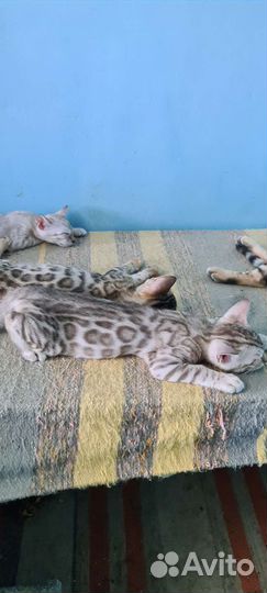 Красавчики