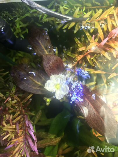 Аквариумные растения