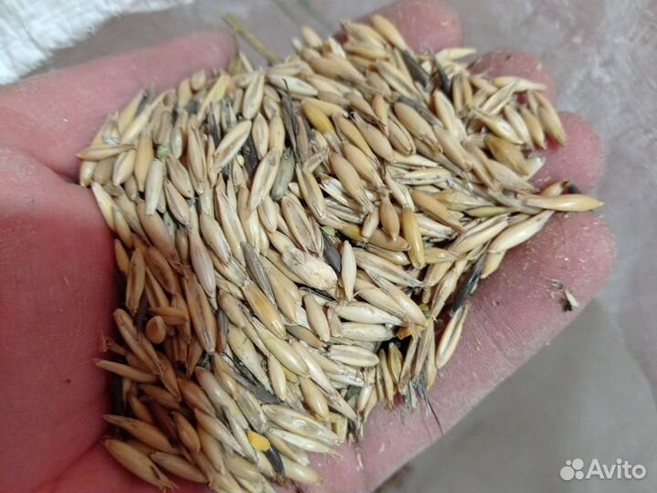 Зерно овёс пшеница ячмень кукуруза