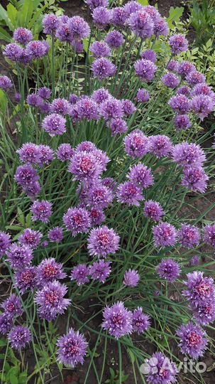 Аллиум белый