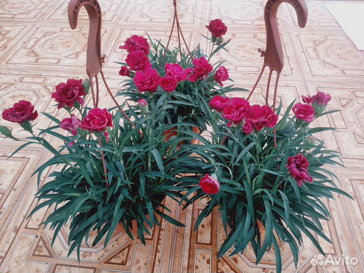 Гвоздика ампельная красная