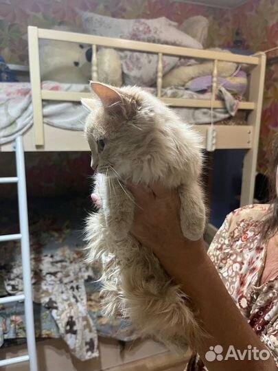 Пыльно-рыжий маленький котенок девочка