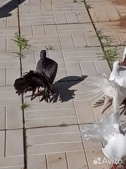 Продажа голубей павлинообразный