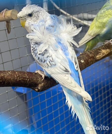 Попугай Хагоромо