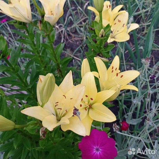 Каллы, лилии луковицы