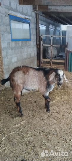 Бараны и гуси