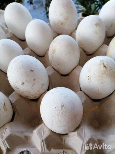 Инкубационное яйцо оптом и в розницу