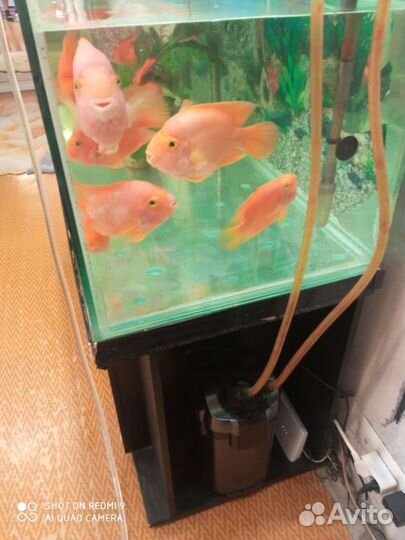 Фильтр для аквариума tetra ex 800