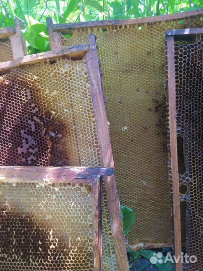 Рамки с вощиной. Сушь