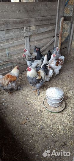 Молодые петухи брама