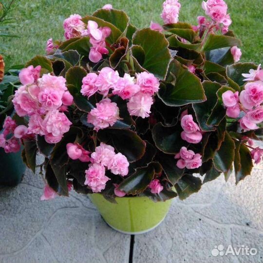 Бегония вечноцветущая махровая