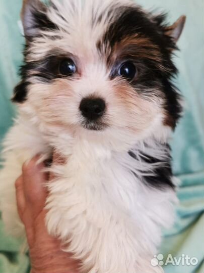 Биверенок девочка