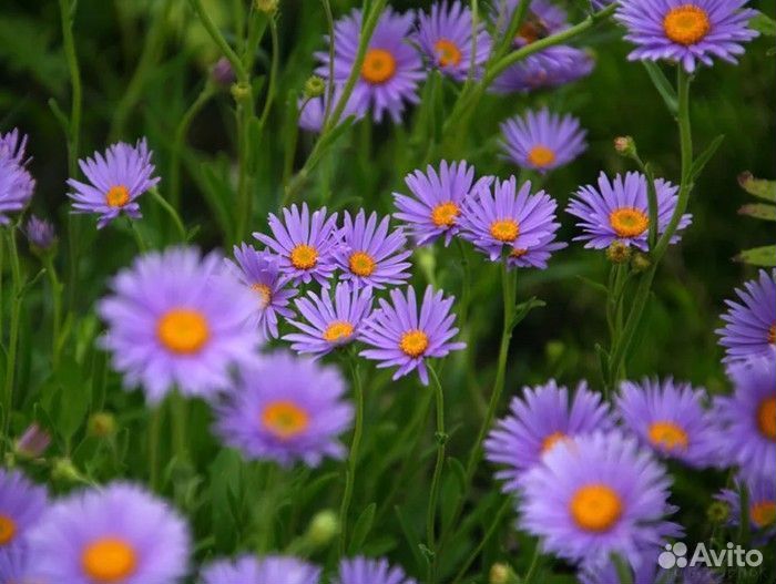 Многолетники садовые