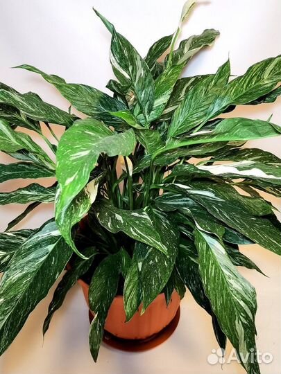 Спатифиллум вариегата Даймонд, комнатные цветы