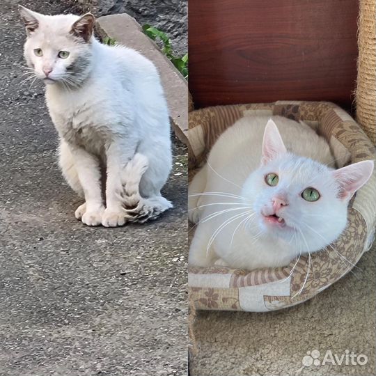 Спасенный от смерти на улице кот Оскар (7 лет)