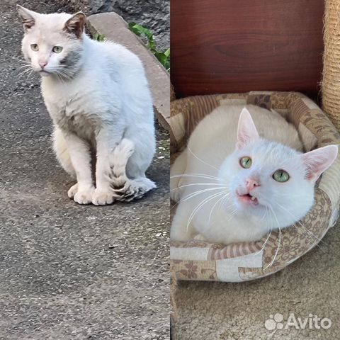 Спасенный от смерти на улице кот Оскар (7 лет)